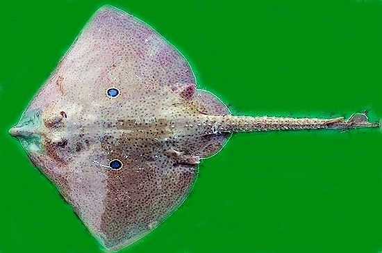 Raja miraletus_05.jpg